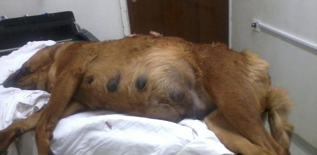 UZNEMIRUJUĆI SNIMCI: Usred Mostara ubijen pas za vrijeme ...